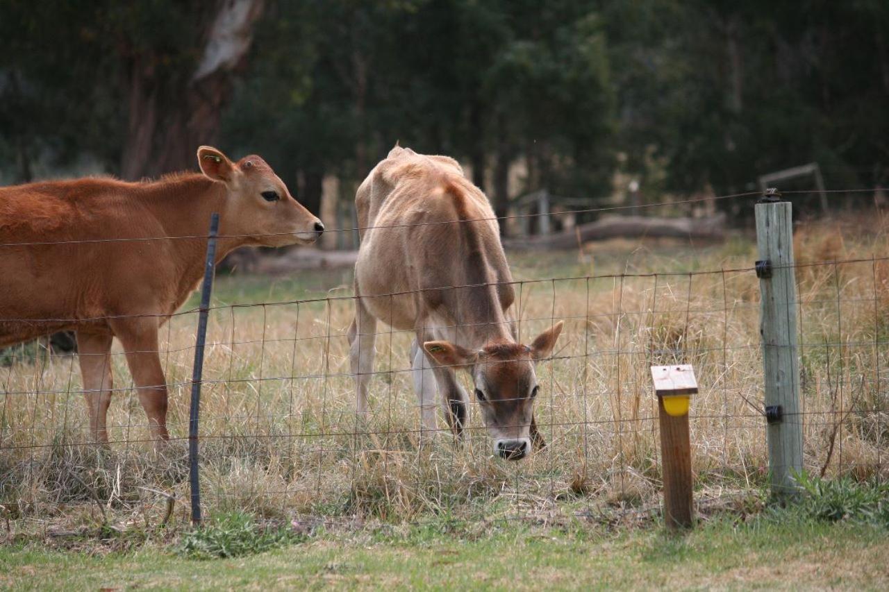 Forellenhof Guest Farm Wakkerstroom Zewnętrze zdjęcie