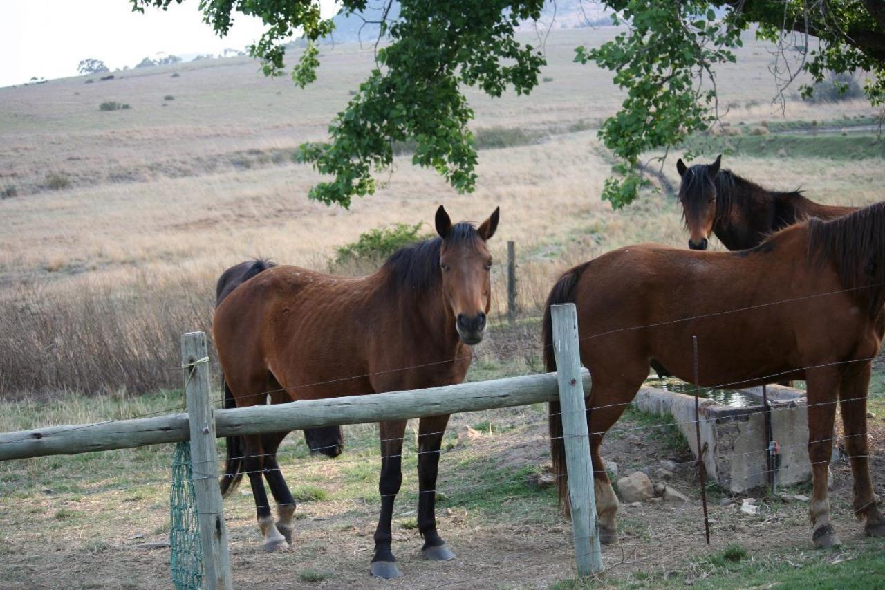Forellenhof Guest Farm Wakkerstroom Zewnętrze zdjęcie